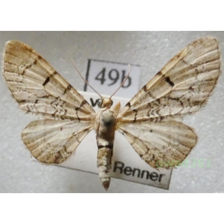 Eupithecia venosata (Fabricius, 1787) Czech49b